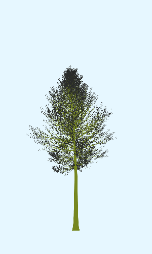 Treee