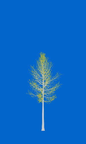 Treee