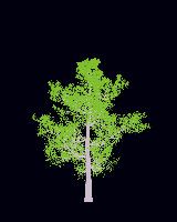 greenshift tree