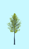 greenshift tree