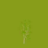 greenshift tree