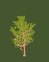 greenshift tree