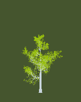 greenshift tree