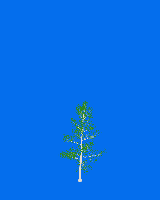 greenshift tree
