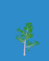 greenshift tree