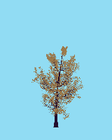 greenshift tree
