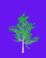 greenshift tree