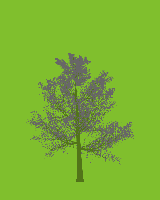 greenshift tree
