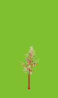 greenshift tree