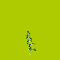 greenshift tree