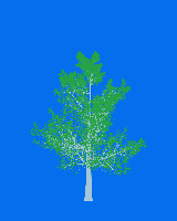 greenshift tree