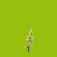 greenshift tree
