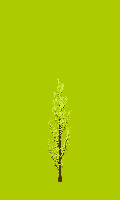 greenshift tree