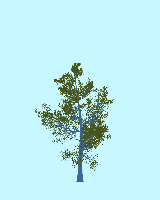 greenshift tree