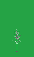 greenshift tree