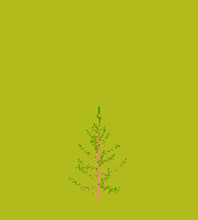 greenshift tree