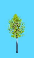 greenshift tree