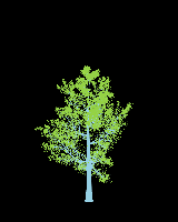greenshift tree