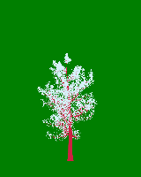 greenshift tree