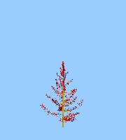 greenshift tree