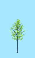 greenshift tree