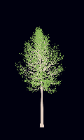 greenshift tree