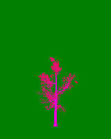 greenshift tree