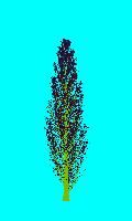greenshift tree