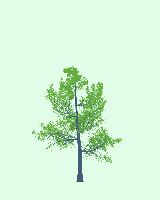 greenshift tree