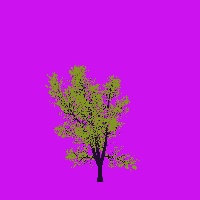 greenshift tree