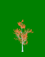 greenshift tree