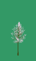 greenshift tree