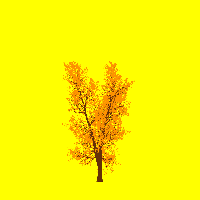 greenshift tree