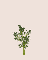 greenshift tree