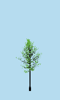greenshift tree