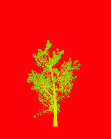 greenshift tree