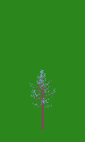 greenshift tree