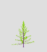 greenshift tree