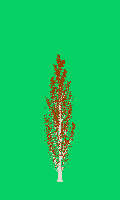 greenshift tree