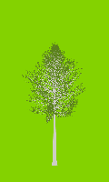 greenshift tree