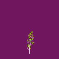 greenshift tree