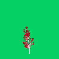 greenshift tree