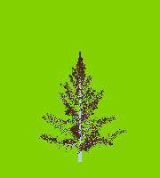 greenshift tree