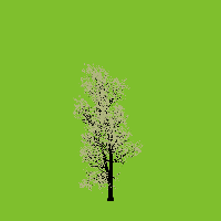 greenshift tree