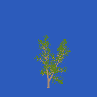 greenshift tree