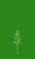 greenshift tree