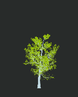 greenshift tree
