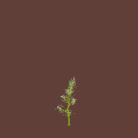 greenshift tree