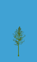 greenshift tree
