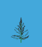 greenshift tree